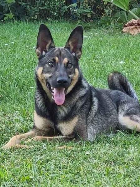 Balu ❤
