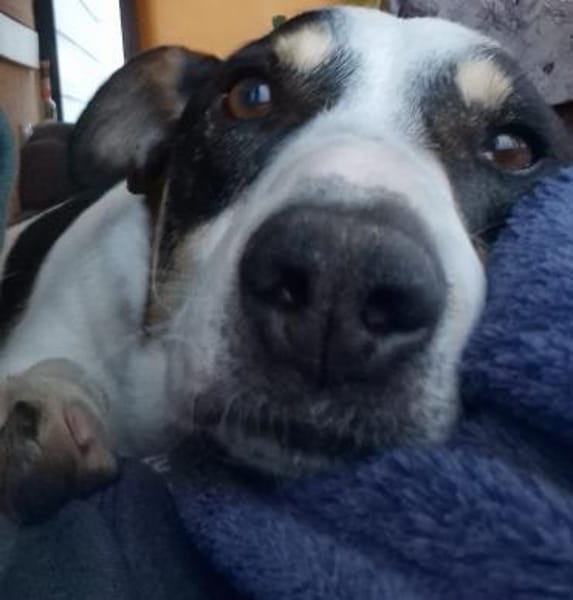 Kuschelfan Milo a.d. Tierschutz