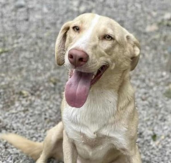 🆘 CREAM in 41236 Mönchengladbach 🆘🆘