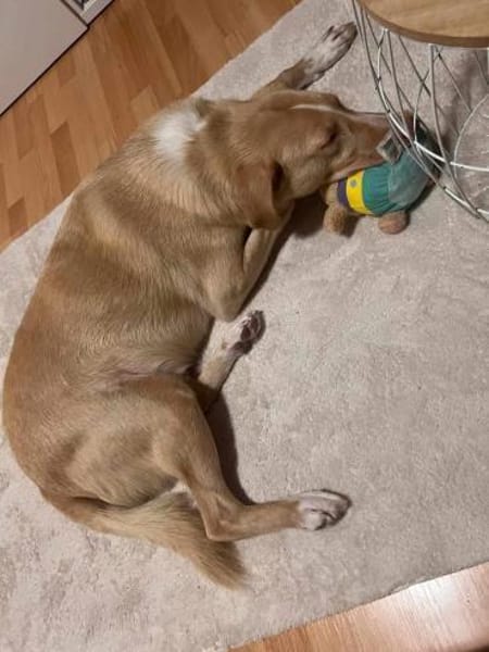 🆘 CREAM in 41236 Mönchengladbach 🆘🆘