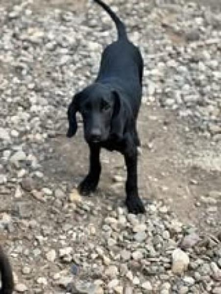 Five sucht seine Herzensmenschen 🐾