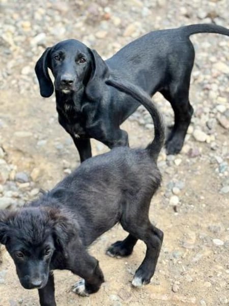 Five sucht seine Herzensmenschen 🐾