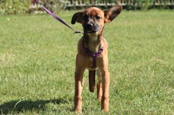 Malissa  eine kleine Hundedame mit groß