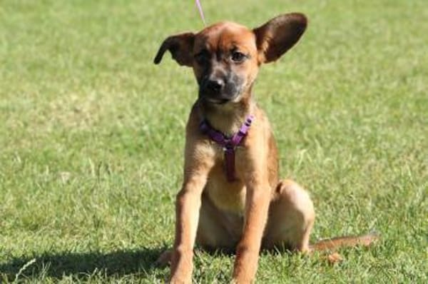 Malissa  eine kleine Hundedame mit groß