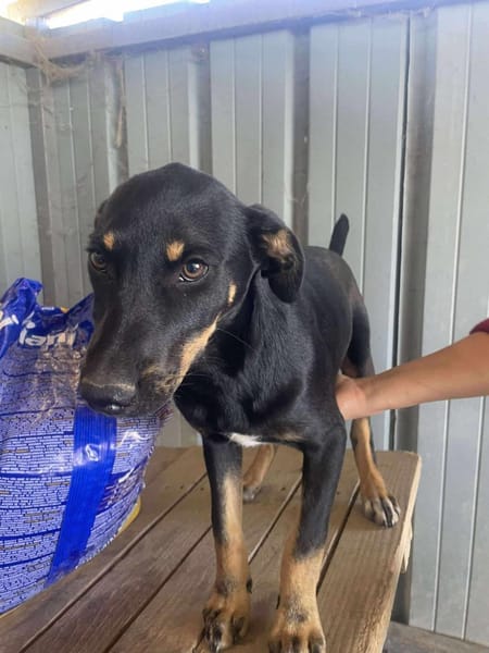 Merle, zartes Hundekind sucht Zuhause