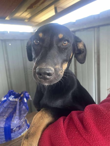 Merle, zartes Hundekind sucht Zuhause