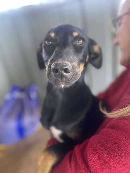 Merle, zartes Hundekind sucht Zuhause