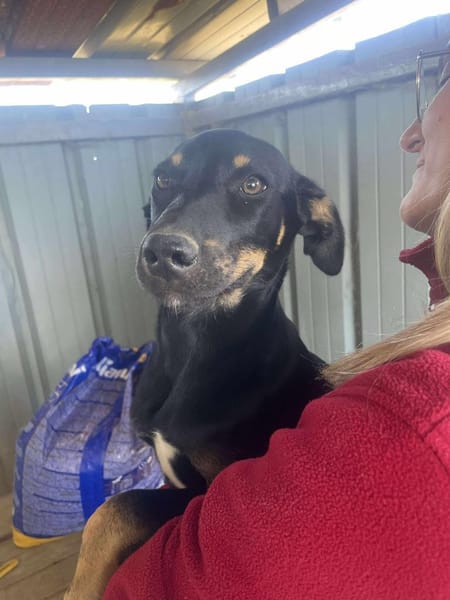 Merle, zartes Hundekind sucht Zuhause