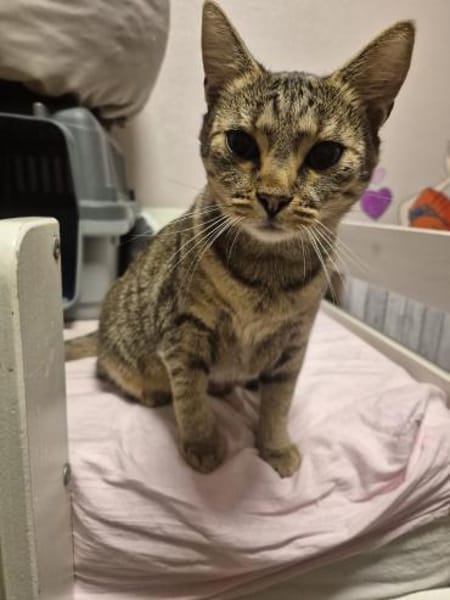 Josie sucht ein liebevolles Zuhause
