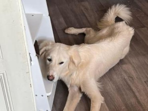 Quincy hofft auf seine zweite Chance