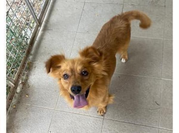 Kleiner Schatz Leonello sucht Zuhause