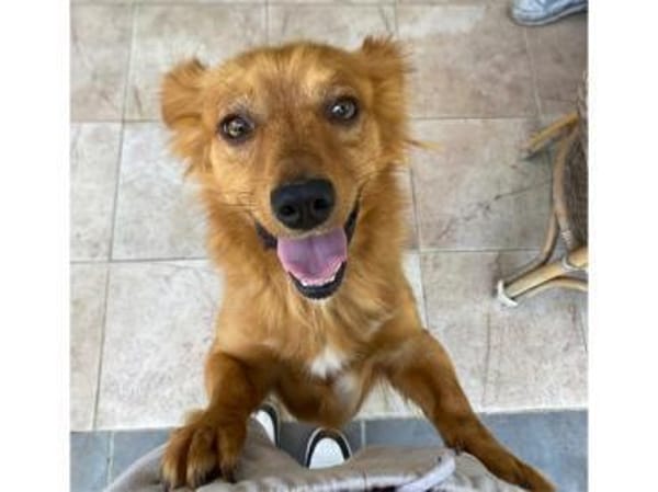 Kleiner Schatz Leonello sucht Zuhause