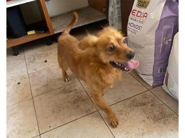 Kleiner Schatz Leonello sucht Zuhause