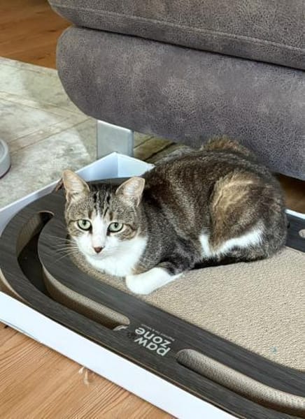 Noch etwas schüchterner Kater SUCI 4 J.