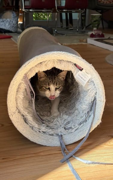 Noch etwas schüchterner Kater SUCI 4 J.