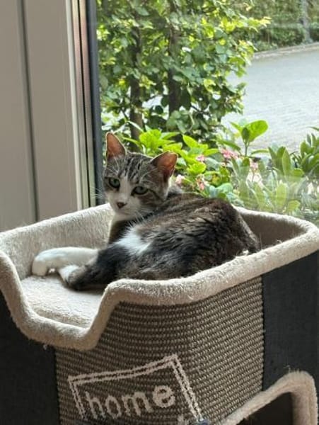 Noch etwas schüchterner Kater SUCI 4 J.