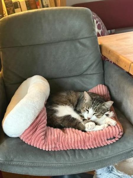Noch etwas schüchterner Kater SUCI 4 J.