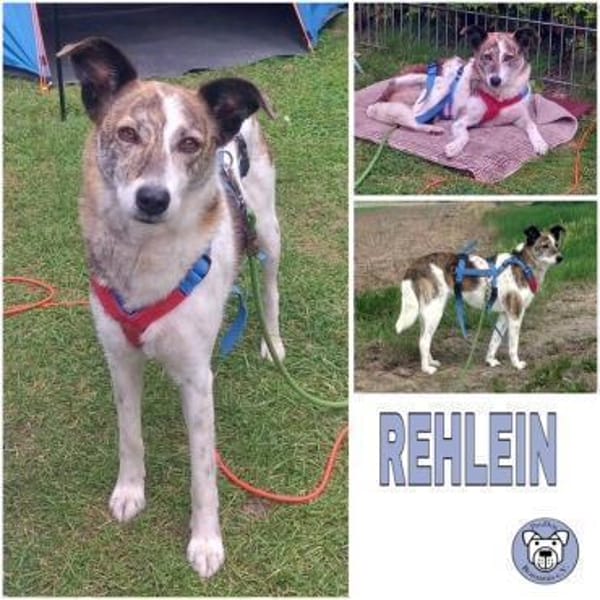REHLEIN -idealer Zweithund-