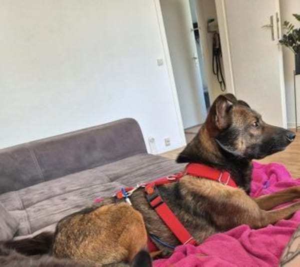 Ozzy kleiner schüchterner Rüde