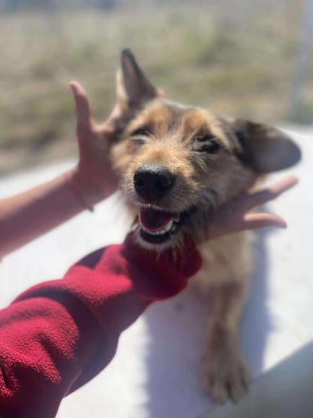 Chester, kleiner Hundemann ganz groß