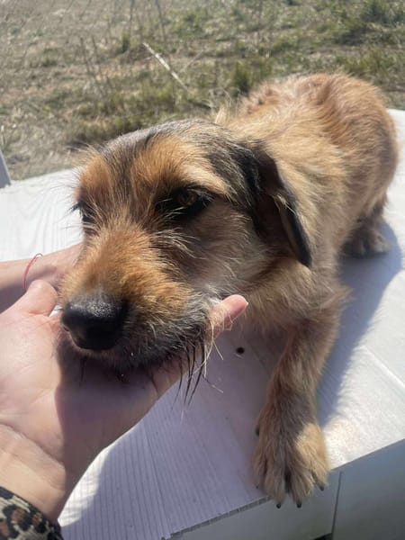 Chester, kleiner Hundemann ganz groß
