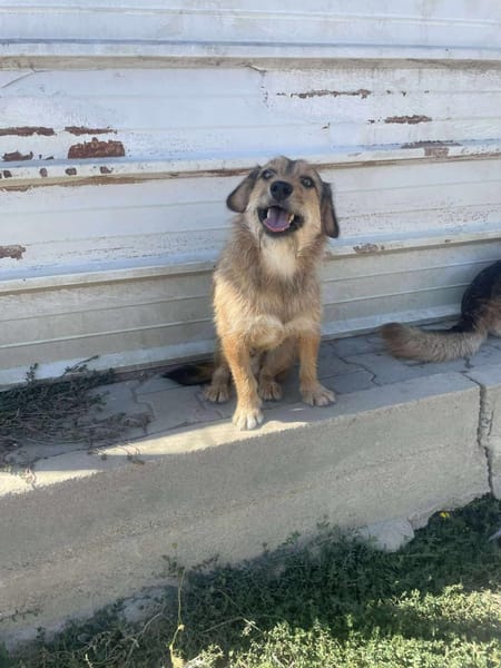 Chester, kleiner Hundemann ganz groß