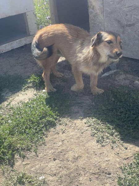 Chester, kleiner Hundemann ganz groß