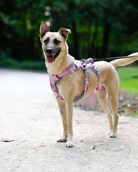 Lea, Dein zukünftiger Seelenhund🐾