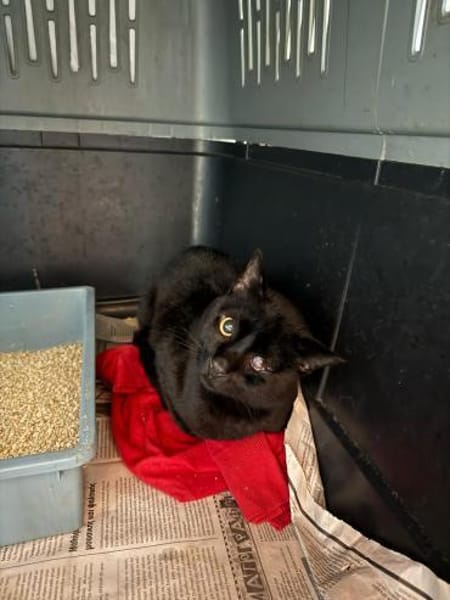 Dylan aus dem Tierschutz