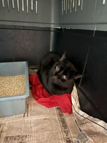 Dylan aus dem Tierschutz
