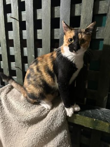 Cookie aus dem Tierschutz