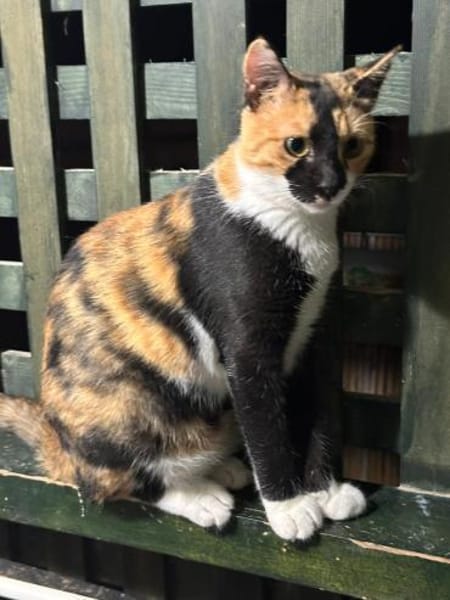 Cookie aus dem Tierschutz