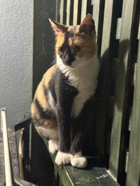 Cookie aus dem Tierschutz