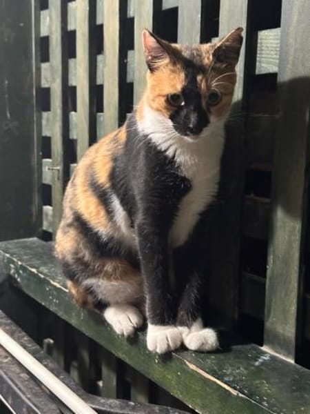 Cookie aus dem Tierschutz