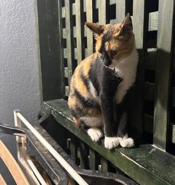 Cookie aus dem Tierschutz