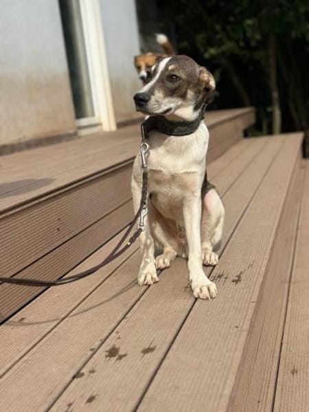 Cooper schüchterner liebevoller Jubgrüde