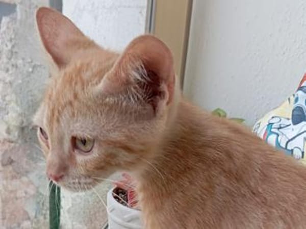 Liebevolles Zuhause für Mirto gesucht