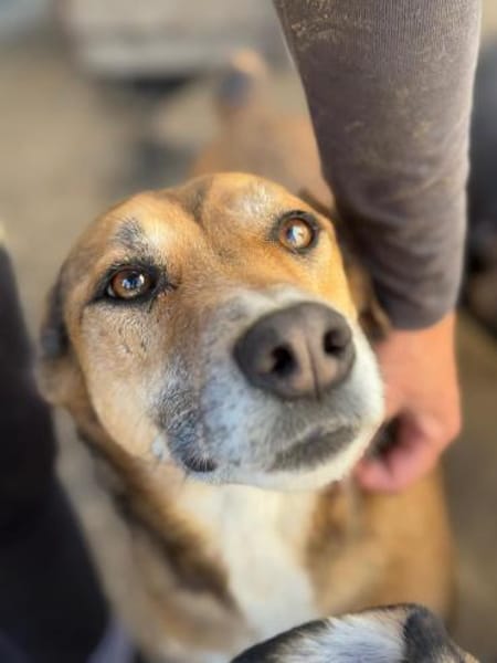 Bella: verträgliche Hündin sucht Zuhause
