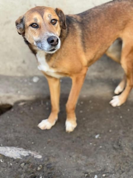 Bella: verträgliche Hündin sucht Zuhause
