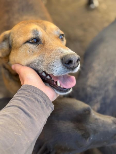 Bella: verträgliche Hündin sucht Zuhause