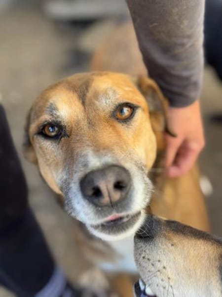 Bella: verträgliche Hündin sucht Zuhause