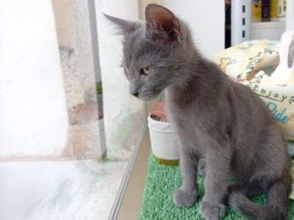 Schenken Sie Mimmo ein Zuhause?
