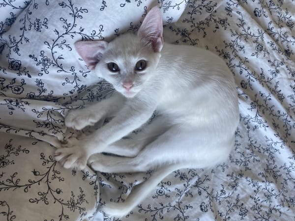 Sanji