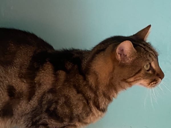 PUSSY