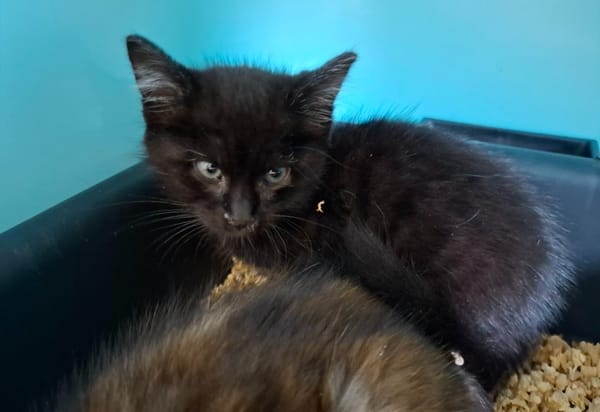 Tina