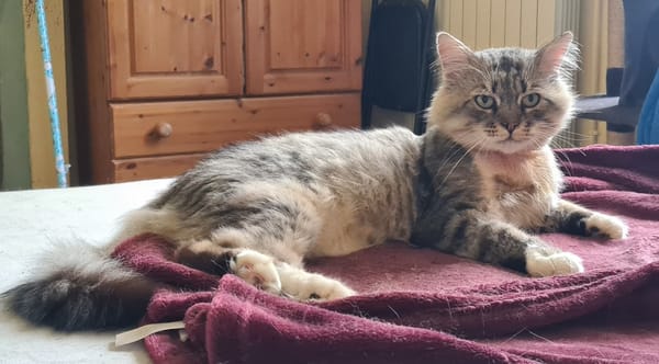 MARCEL (dossier en cours)