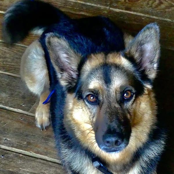 LOBO