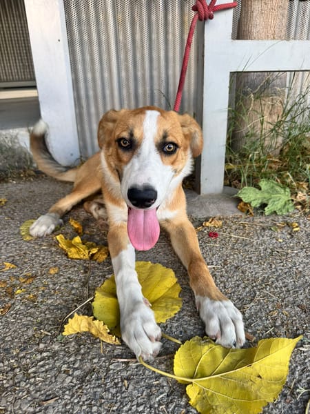 MILO   (Martina)