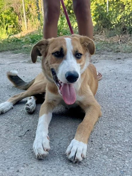 MILO   (Martina)