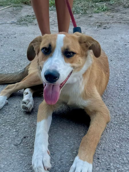 MILO   (Martina)